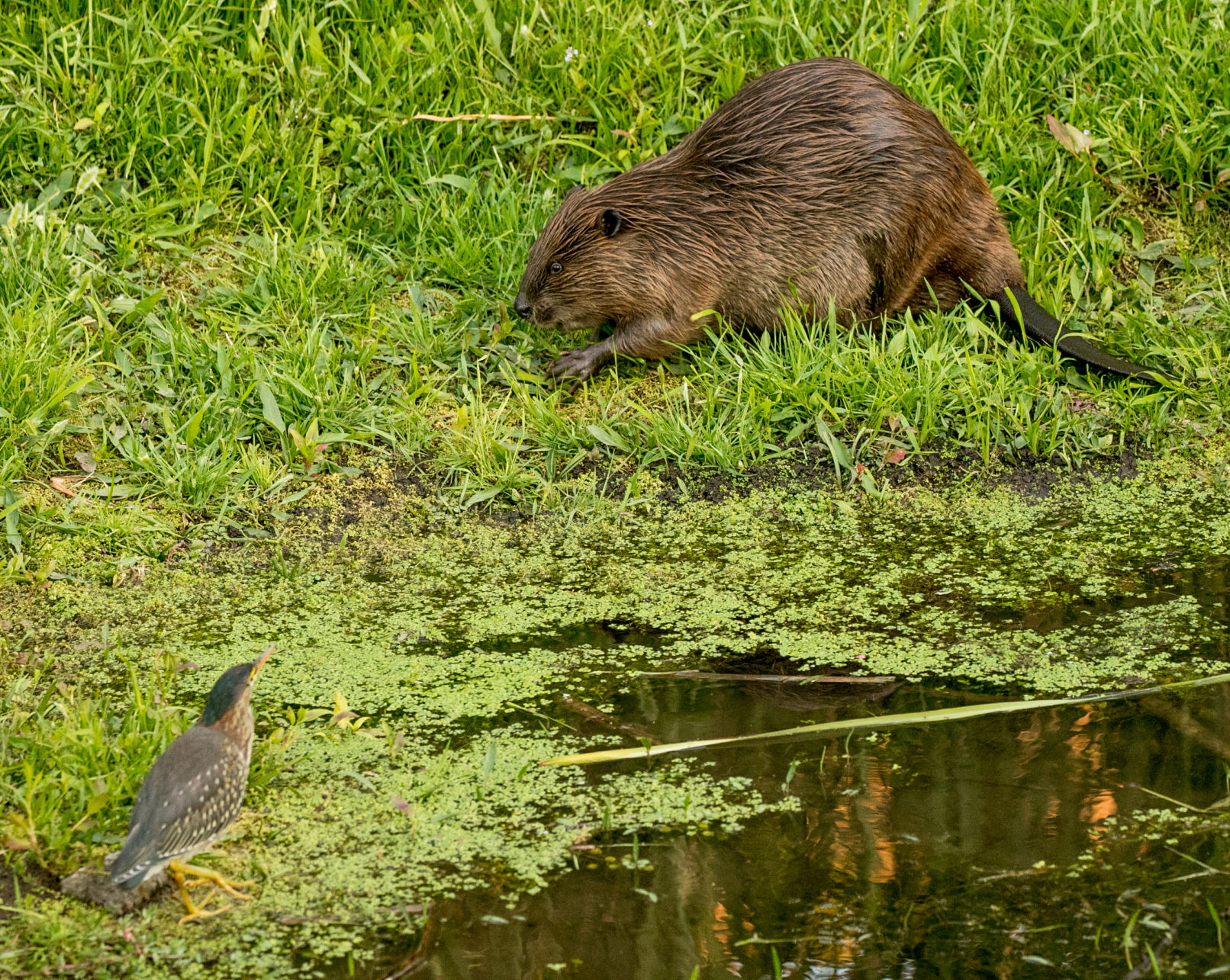 Beaver Lodge